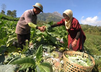 Petani Sayuran Siap Jaga Pasokan Selama Ramadhan