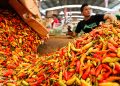 Harga Cabai Baru Bisa Turun Pekan Ketiga Ramadhan