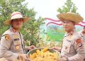 Polres Tapin panen jagung kuartal IV wujud perkuat ketahanan pangan