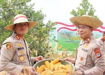 Polres Tapin panen jagung kuartal IV wujud perkuat ketahanan pangan