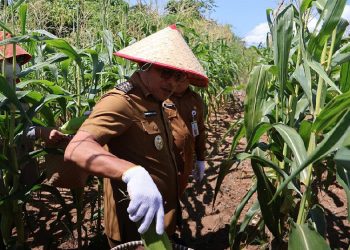 Wabup Syairi Panen Jagung di Desa Sebelimbingan