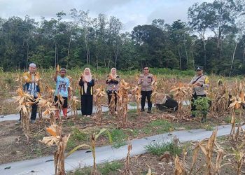 Polsek Tanjung Gelar Panen Raya Jagung Pakan