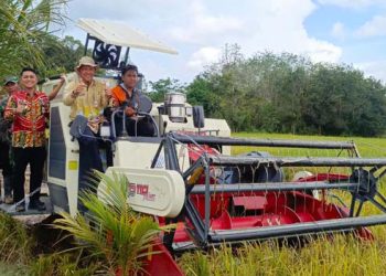Kelompok Tani Maju Desa Juai Gelar Syukuran Panen Raya Padi