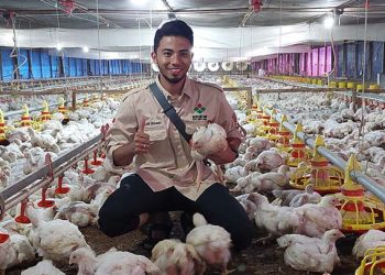 Beras, Telur, Ayam Ras dan Jagung Capai Swasembada