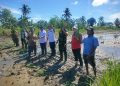 Walikota dan Dandim 1007 Tanam Padi di Sungai Andai