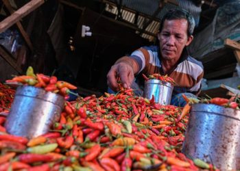 Harga Cabai Rawit Merah Sentuh Rp 76.450 per Kg