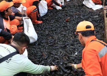 Menyapu Ikan Sapu-Sapu, Dilema Sang Hama Bernilai Ekonomi