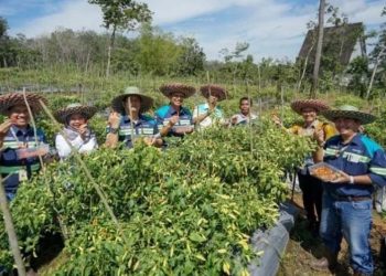 Bangun kemandirian ekonomi Desa Maburai lewat budidaya cabai