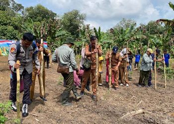 Polsek Muara Harus Tanam Jagung Kuartal II