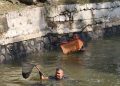 Petugas Gabungan Menangkap Ikan Sapu-Sapu