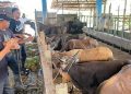 Pemeriksaan Sapi Kurban di RPH Mantuil Diperketat
