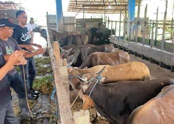 Pemeriksaan Sapi Kurban di RPH Mantuil Diperketat