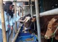 Penjualan Hewan Kurban Mulai Meningkat