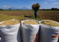 Ujian Stabilitas Beras, Harga Gabah Tinggi Produksi Turun
