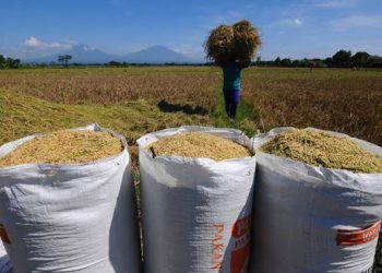 Ujian Stabilitas Beras, Harga Gabah Tinggi Produksi Turun