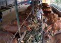 Permintaan Sapi Kurban Mulai Meningkat