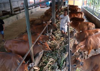 Permintaan Sapi Kurban Mulai Meningkat