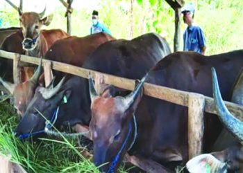 Harga Sapi Mulai Naik
