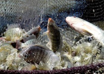 Ikan Nila Rebut Pasar Ekspor Ikan Premium Eropa-AS