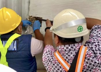 Ratusan Ton Biomassa Australia Bebas Hama