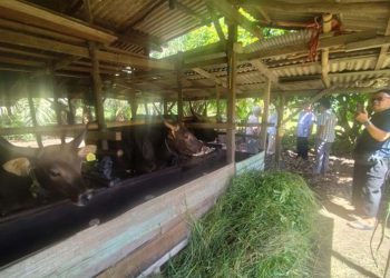 Warga Antusias Ibadah Kurban di Masjid Assa’adah
