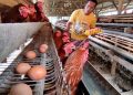 Harga Anjlok, MBG Wajib Serap Telur Peternak Lokal