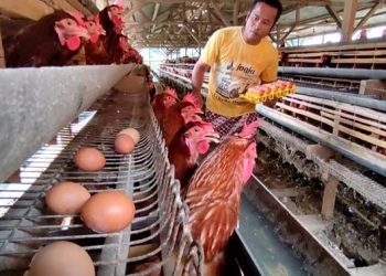 Harga Anjlok, MBG Wajib Serap Telur Peternak Lokal