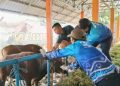 Stok Hewan Kurban Aman