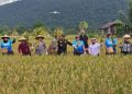 Kotabaru panen padi sawah dukung ketahanan pangan