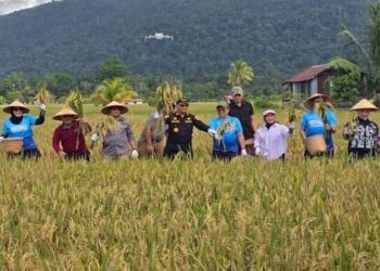 Kotabaru panen padi sawah dukung ketahanan pangan