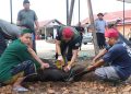 Polres Tabalong Potong Hewan Kurban