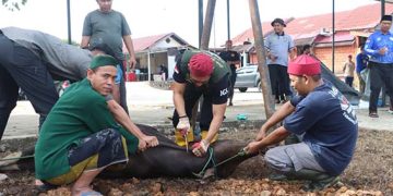 Polres Tabalong Potong Hewan Kurban