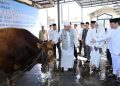 Gubernur Kalsel Didampingi Wagub Serahkan Sapi Kurban