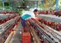Peternak Menjerit Harga Telur Sentuh Rp20 Ribuan
