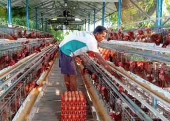 Peternak Menjerit Harga Telur Sentuh Rp20 Ribuan