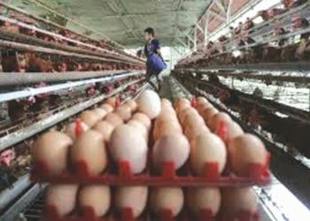 Atasi Harga Anjlok, Telur di MBG Harus Ditambah