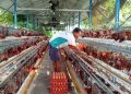 BGN Diminta Serap Telur Peternak