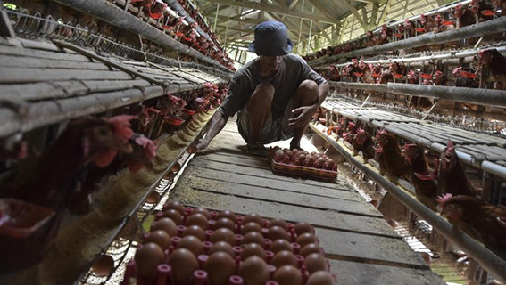 Harga Ayam dan Telur Dklaim Sudah Pulih HARGA AYAM PULIH - Harga ayam dan telur di tingkat peternak kembali pulih, karena program Makan Bergizi Gratis (MBG). (foto:mb/ant)