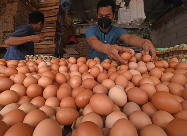 Harga Telur Ayam Melonjak HARGA TELUR NAIK - Saat ini harga telur berada di kisaran Rp27.000-Rp28.000 per kilogram, naik dari sebelumnya yang hanya Rp24.000 per kilogram.(foto:mb/ant)