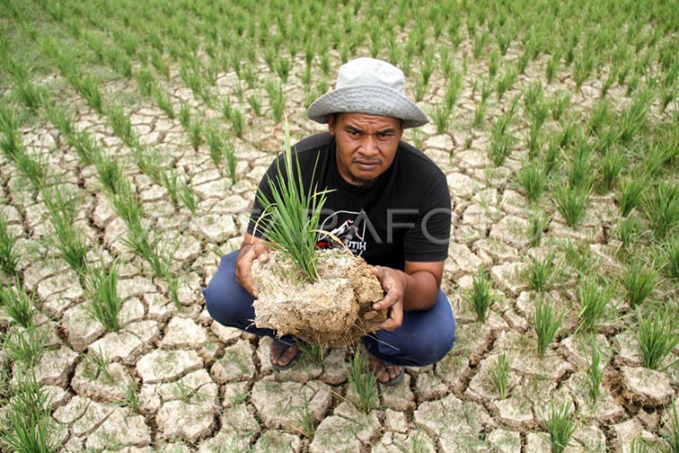 Kekeringan Pertanian Meluas KEKERINGAN MELUAS - Sejumlah wilayah pertanian mulai terdampak kekeringan seiring meningkatnya intensitas musim kemarau. Wilayah tersebut tersebar di Jawa Barat, Jawa Tengah, hingga Kalimantan Selatan. Di Kalsel setidaknya ada tiga daerah yang mengalami kekeringan berat, yaitu wilayah mulai terdampak tersebut Kabupaten Bnjar, Tanah Laut, dan Tanah Bumbu Pagatan.(foto:mb/ant)