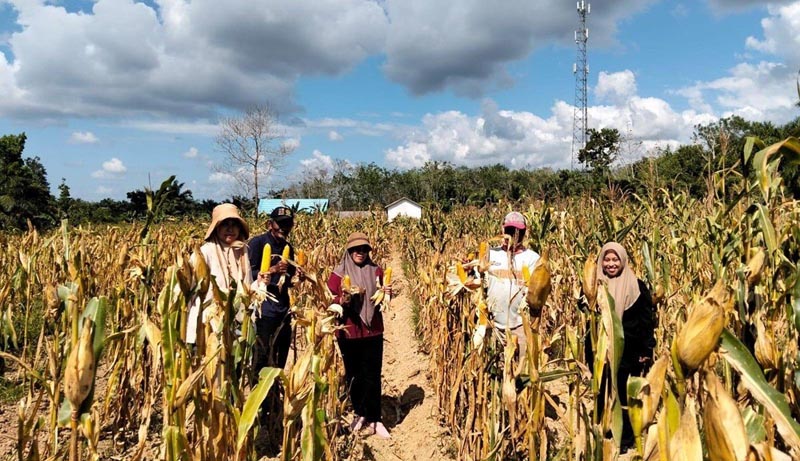 Tanah Bumbu Genjot Produksi Jagung 7.732 Ton Per Tahun JAGUNG-Tanah Bumbu genjot produksi jagung 7.732 ton per tahun. (foto:mb/ant)