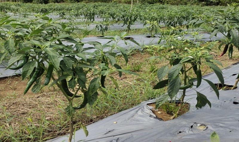 Petani di Tanah Bumbu perkuat ketahanan pangan melalui produksi cabai TANAM CABE-Petani di Tanah Bumbu perkuat ketahanan pangan melalui produksi cabai. (foto:mb/ant)