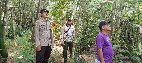 Petugas Amankan Lokasi Kemunculan Orang Utan PANTAU - Polsek Banua Lawas saat memantau lokasi penemuan Orang Utan di lahan milik warga di Desa Habau RT 6, Kecamatan Banua Lawas, Senin (27/7).(foto:mb/ist)