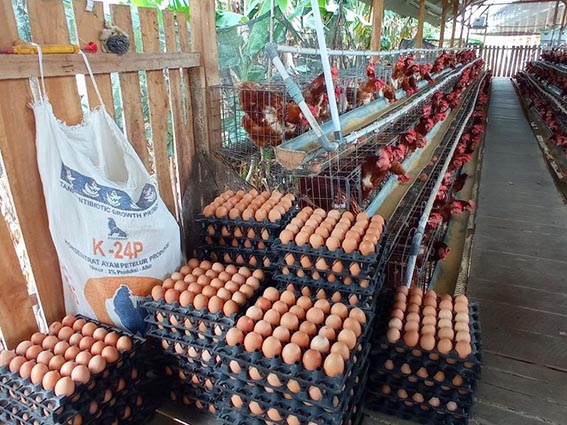 Guyur 150.000 Ton Jagung untuk Tekan Harga Telur (foto:mb/web)