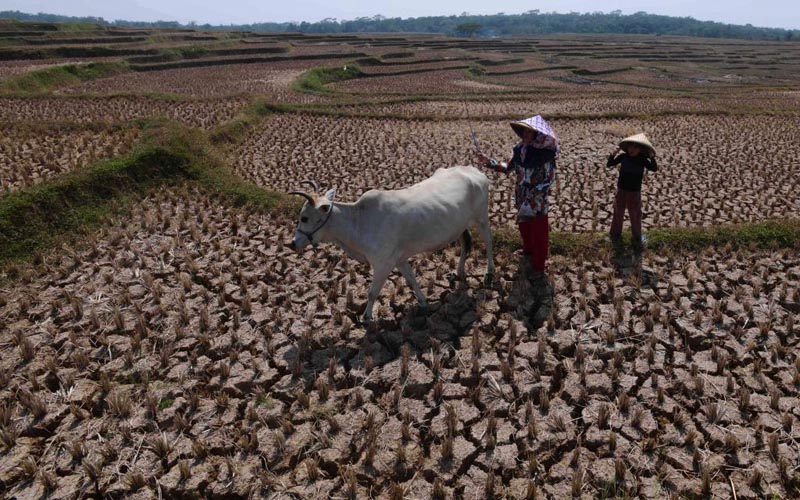 Dampak Kekeringan Akibat Kemarau Panjang