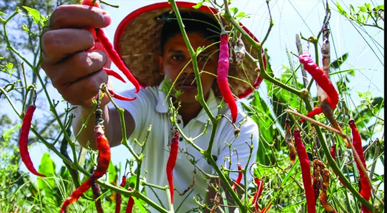 Harga Beras Naik, Cabai Makin Pedas HARGA MAHAL - Tingginya harga cabai membuat keuntungan petani terpangkas. Harga cabai saat ini dipengaruhi musim kemarau yang membuat penurunan produksi.(foto;mb/web)