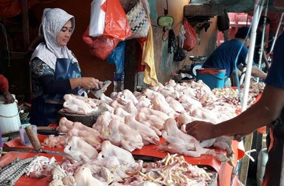 Mendag Ingin Harga Ayam Stabil di Rp40 Ribu per Kg HARGA PATOKAN AYAM - Kemnterian Perdagangan ingin menjaga harga ayam ras ideal sekitar Rp 40 ibu per kilogram agar peternak tetap berproduksi dan konsumen memperoleh harga yang terjangkau.(foto:mb/ant)
