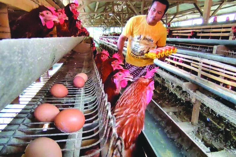 Peternak Apresiasi Harga Pakan & Genjot Penyerapan Telur (foto:mb/web)