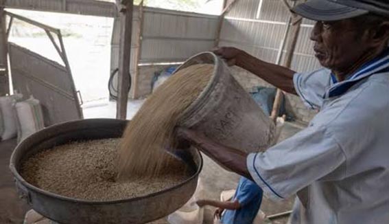 Harga Beras Premium Naik 10 Persen di Penggilingan (Foto:mb/web)