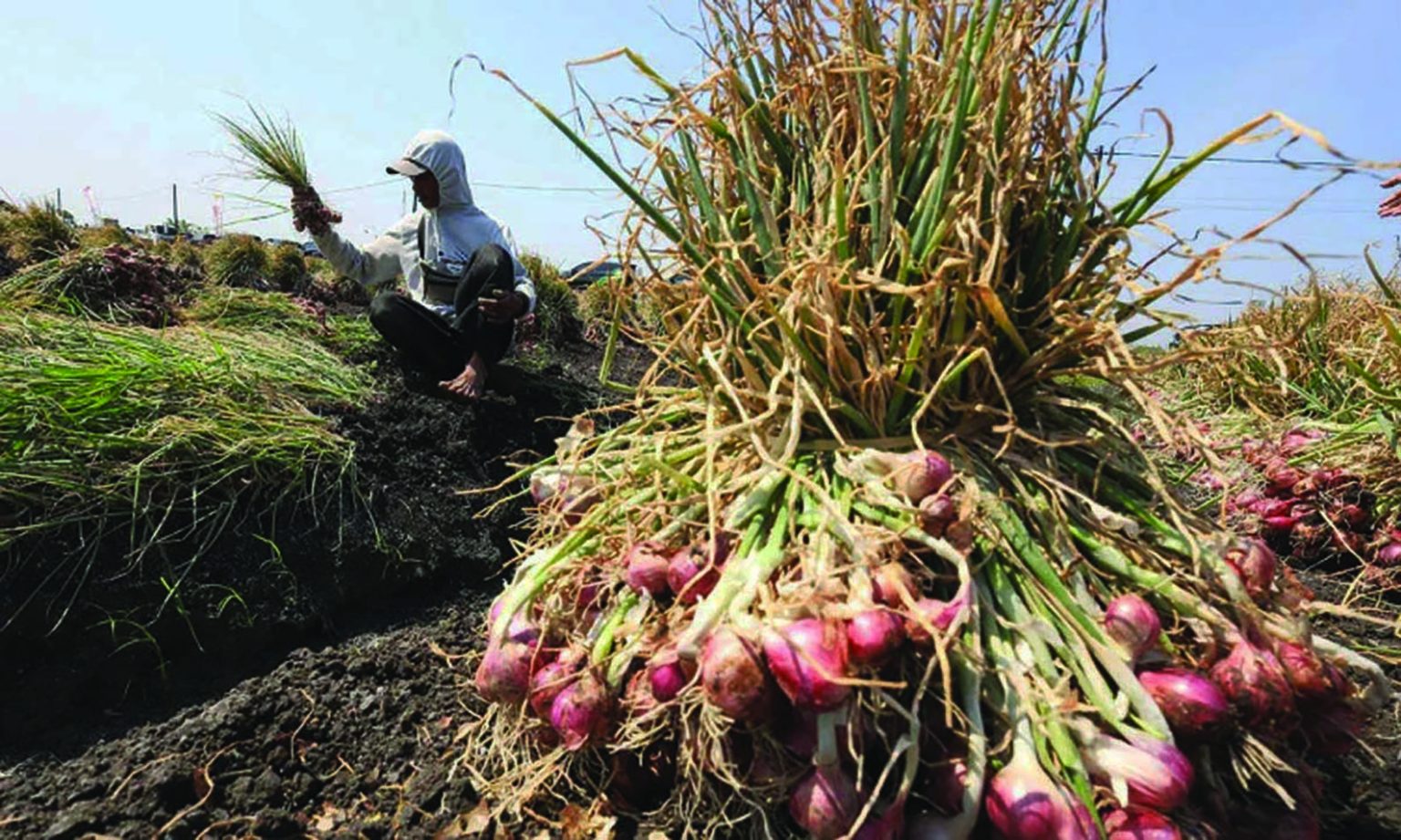 HARGA BAWANG TURUN - Harga pangan di pasar tradisional bergerak beragam, selain naik juga ada harga yang turun. Bawang merah bersama bawang putih, gula pasir premium, dan minyak goreng kemasan mencatatkan penurunan harga.(foto:mb/ant)